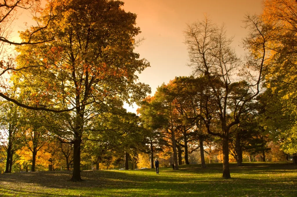 Low evening sun through orange and yellow trees in High Park